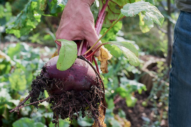 Growing and Preserving Food Off-grid